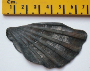 &copy; Thijs de Boer